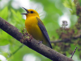 Prothonotary Warbler by Simon Thompson